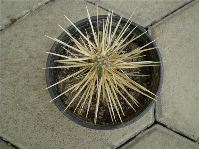 kaktus